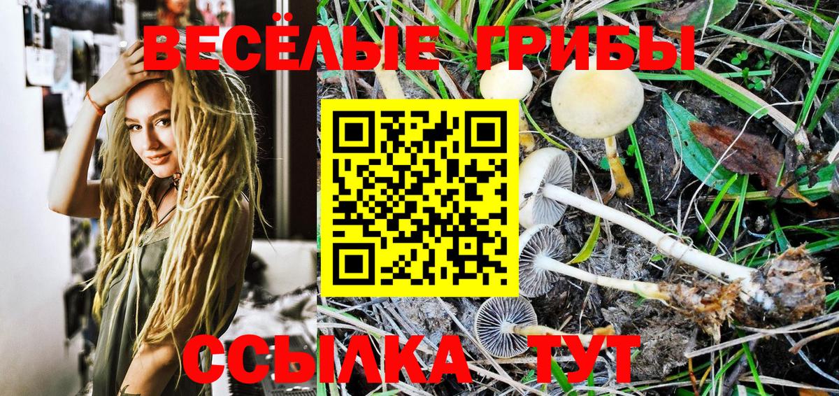 Галлюциногенные грибы Psilocybe  что такое   Галлюциногенные грибы прущие грибы  Красноармейск  Вход с VPN 